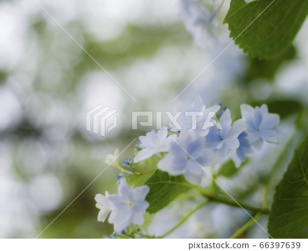 繡球 66397639