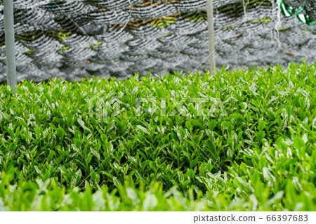 Under-covered tea leaves Covered cultivation Gyokuro high-grade green tea Under-covered tea leaves Covered cultivation Gyokuro high-grade green tea 66397683