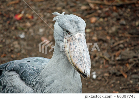 鯨頭鸛 鯨頭鸛 66397745