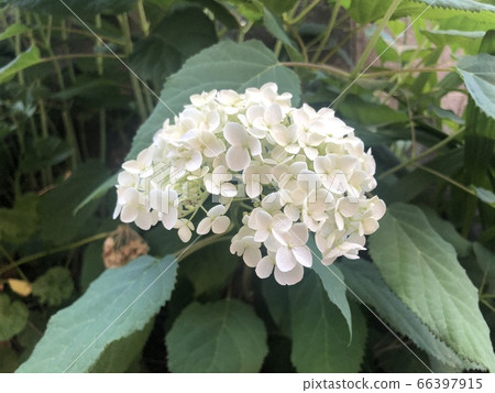 繡球花繡球花 66397915