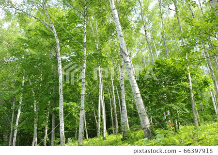 Birch on the Hiraniwa Kogen 66397918