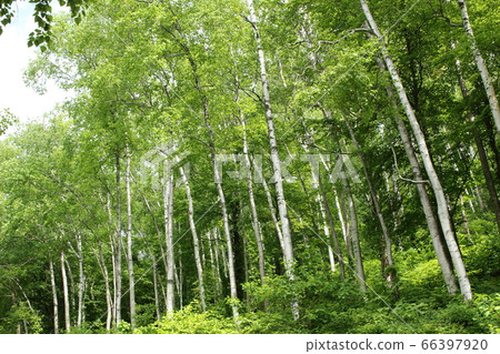 Birch on the Hiraniwa Kogen Birch on the Hiraniwa Kogen 66397920