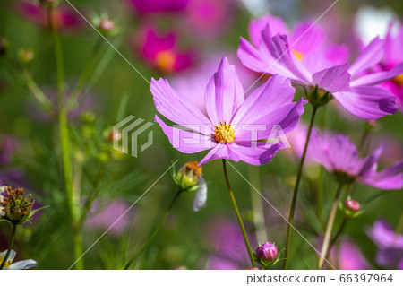 Cosmos field autumn image 66397964