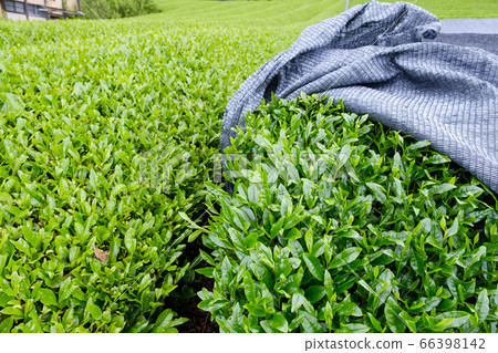 庫存照片:曠野耕種和地下耕種Kabusecha覆蓋物耕種,Wazuka鎮,京都府之間的比較 庫存照片:曠野耕種和地下耕種Kabusecha覆蓋物耕種,Wazuka鎮,京都府之間的比較 66398142