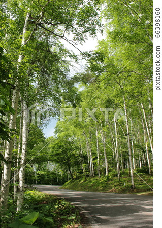 Birch on the Hiraniwa Kogen Birch on the Hiraniwa Kogen 66398160