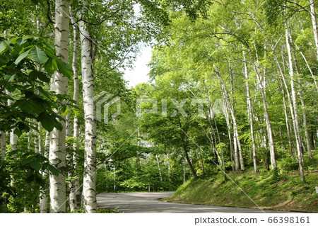 Birch on the Hiraniwa Kogen 66398161