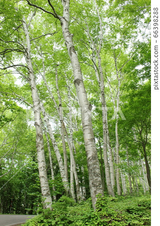 Birch on the Hiraniwa Kogen Birch on the Hiraniwa Kogen 66398288