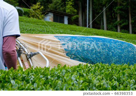 京都府和鹿塚町採摘茶葉，拔毛機，理髮器的風景 66398353