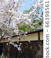 Yoshino cherry tree and quaint fence that I met while walking around Kamakura in spring 66398561
