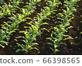 Radish seedlings that are illuminated and lively in the morning sun 66398565