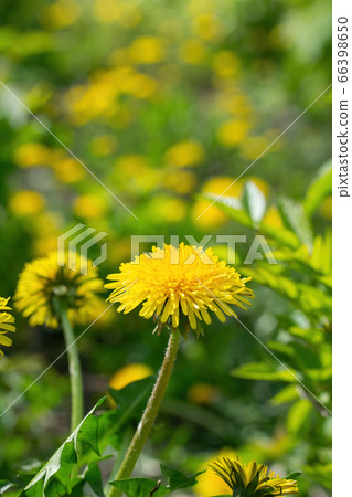 Carpet of dandelions on a blurred background. Carpet of dandelions on a blurred background. 66398650