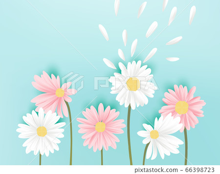Minimalist pastel white and pink daisy flowers with flying petals on blue background Minimalist pastel white and pink daisy flowers with flying petals on blue background 66398723