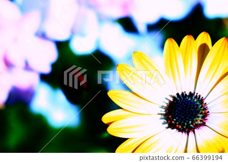 太陽之花 66399194