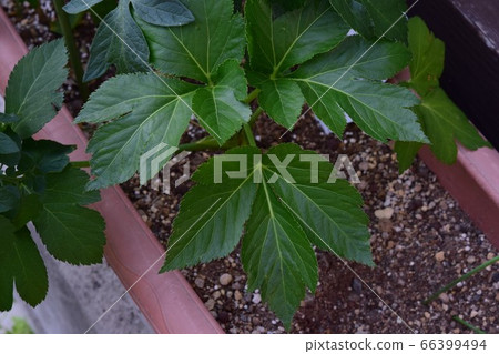 Ashitaba leaf 66399494