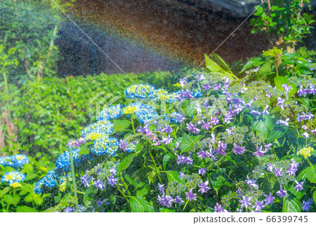 Hydrangea watering rainbow rain rainy season 66399745