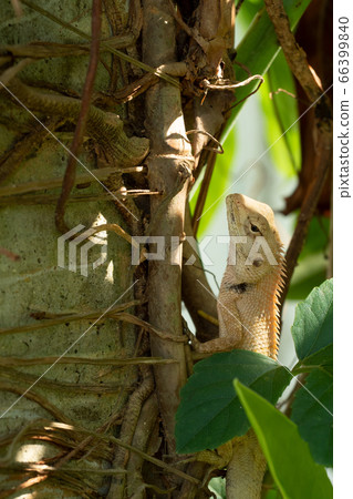 Oriental garden or Eastern garden or Changeable lizard on tree with natural green background, Male Reptile in Thailand 66399840