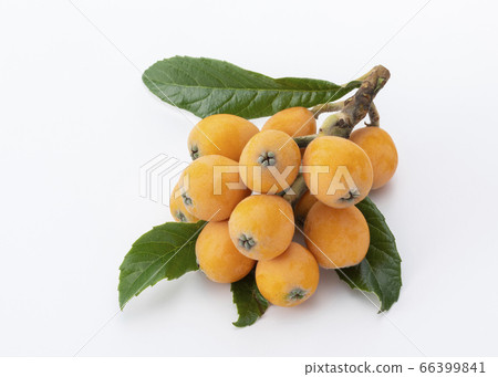 枇杷 66399841