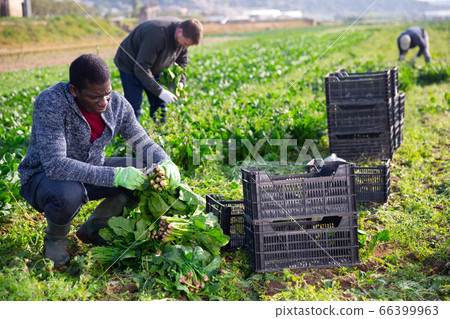 African American farmer harvesting spinach 66399963