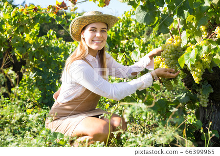 Woman harvesting white grapes 66399965