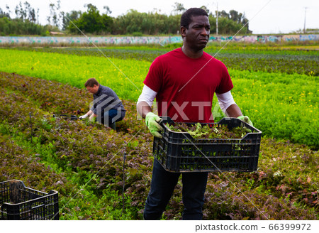 Male farmer peeling and collects red mizuna in a box Male farmer peeling and collects red mizuna in a box 66399972