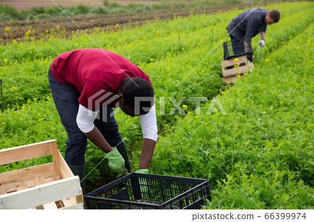 African American worker harvesting mizuna African American worker harvesting mizuna 66399974
