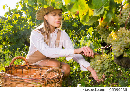 Woman harvesting white grapes Woman harvesting white grapes 66399986