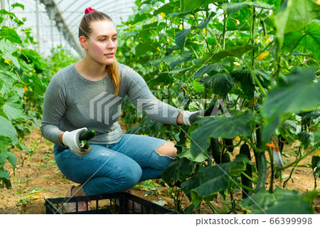 Female farm worker gathering crop of cucumbers 66399998