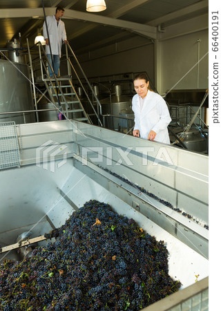 Female controlling crushing of grapes Female controlling crushing of grapes 66400191