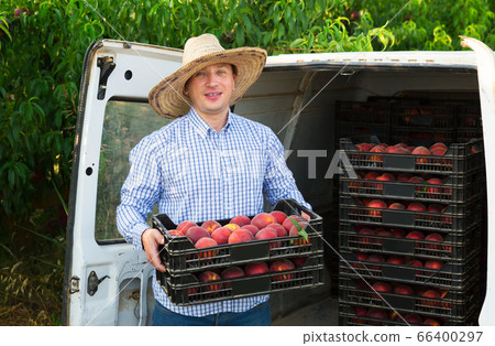 Gardener packing crates with peaches Gardener packing crates with peaches 66400297