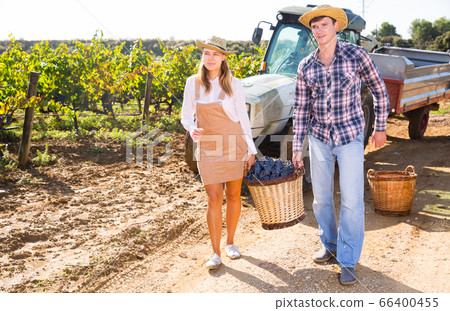 Couple of winegrowers carrying basket with grapes Couple of winegrowers carrying basket with grapes 66400455
