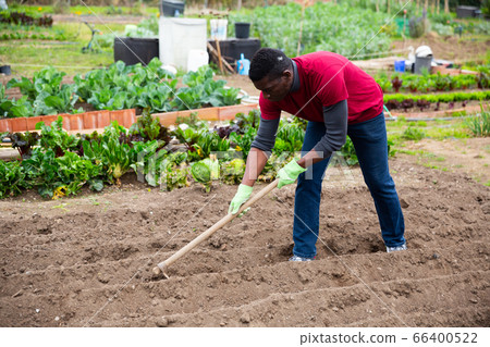 African American tilling soil before planting vegetables 66400522