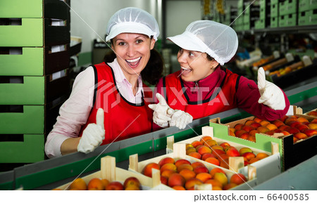 Women calibrating harvested apricots Women calibrating harvested apricots 66400585
