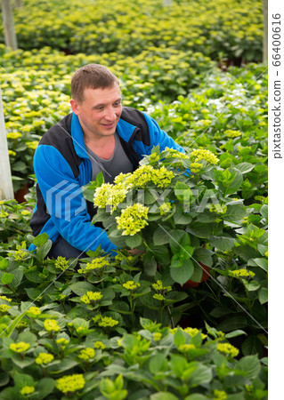 Gardener controlling quality of perennial flowers 66400616