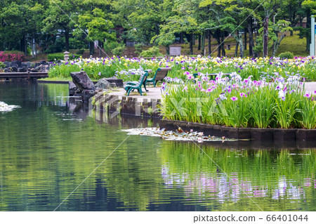 多哥池塘A池公園初夏風光 多哥池塘A池公園初夏風光 66401044
