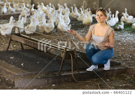 Woman with ducks on farm 66401122