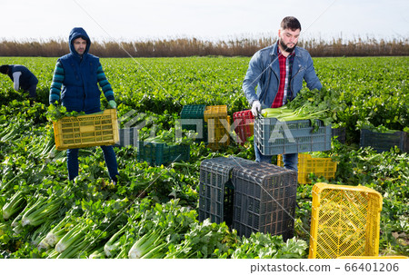 Two men carrying crates with harvested celery 66401206