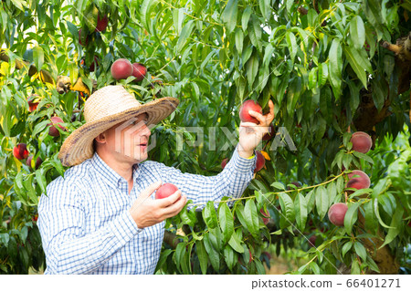 Serious man gardener in hat picking fresh peaches from tree Serious man gardener in hat picking fresh peaches from tree 66401271