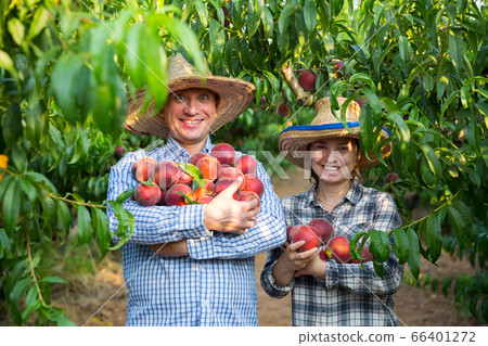 Couple of gardeners holding harvest stack of fresh peaches Couple of gardeners holding harvest stack of fresh peaches 66401272