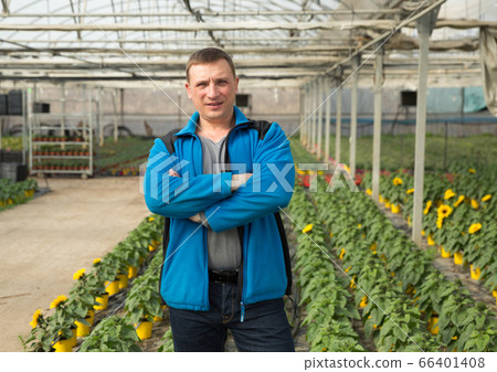 Confident hothouse owner on background with ornamental sunflowers Confident hothouse owner on background with ornamental sunflowers 66401408