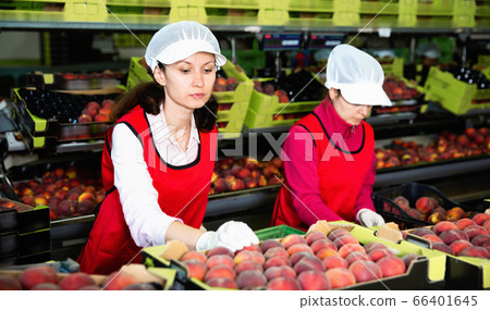 Focused woman working on fruit sorting line at warehouse, checking quality of nectarines Focused woman working on fruit sorting line at warehouse, checking quality of nectarines 66401645