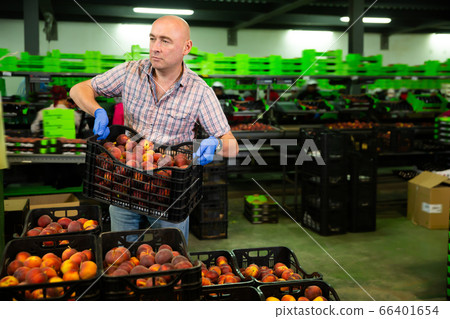 Adult man stacking boxes with nectarines 66401654