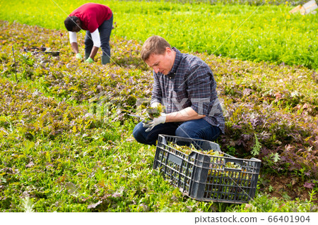 Skilled male farmers hand harvesting ripe red mitzuna Skilled male farmers hand harvesting ripe red mitzuna 66401904