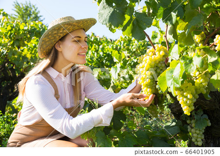 Female gathering harvest of white grapes 66401905