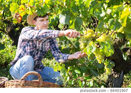 Man picking white grapes in vineyard Man picking white grapes in vineyard 66401907