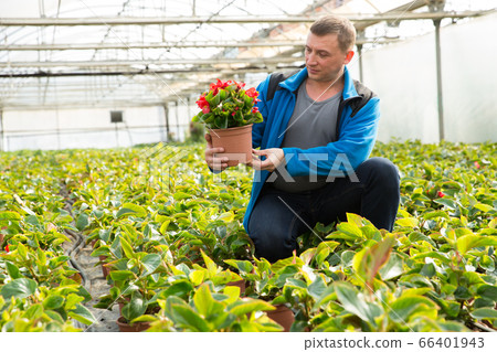 Farmer caring houseplants 66401943