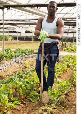 Farmer gardener in gloves working with seedlings gardening 66402007