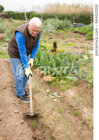 Aged man hoeing between vegetable seedlings 66402008