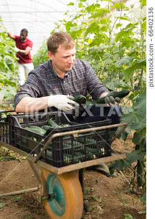 Farm worker gathering crop of cucumbers 66402136