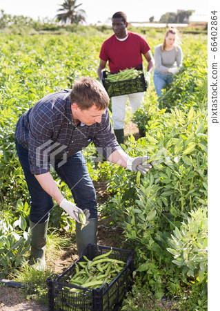 Farmer harvesting legumes 66402864