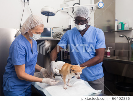 Doctor vet and assistant bandage chihuahua dog with bandage after surgery Doctor vet and assistant bandage chihuahua dog with bandage after surgery 66402886